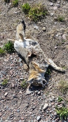 Lycalopex culpaeus andinus