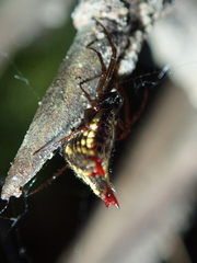 Micrathena plana
