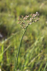 Juncus oxycarpus