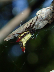 Micrathena plana