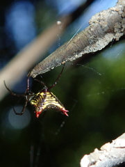 Micrathena plana