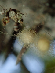 Micrathena plana