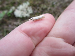 Catoptria latiradiellus