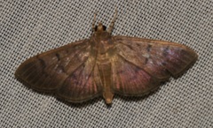 Omiodes pernitescens