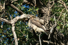Buteo jamaicensis