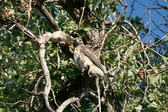 Buteo jamaicensis