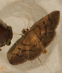 Omiodes pernitescens