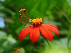 Greta morgane morgane