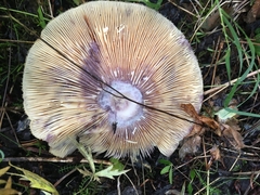 Lactarius repraesentaneus