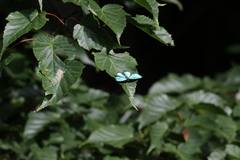 Chrysozephyrus esakii