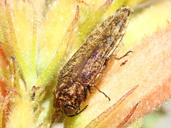Dismorpha