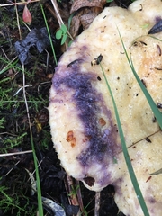 Lactarius repraesentaneus