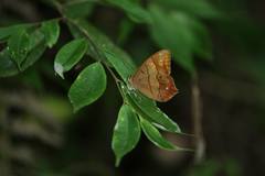Lethe christophi