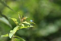 Chrysozephyrus esakii