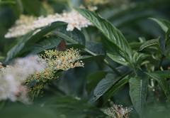 Rapala varuna formosana