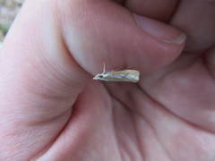 Catoptria latiradiellus