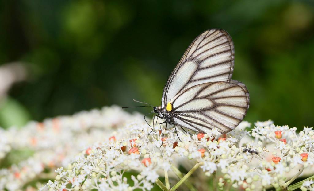 Aporia genestieri