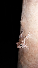 Boana pugnax