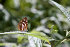 Neptis ilos
