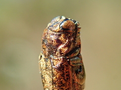 Dismorpha