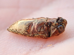 Dismorpha