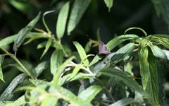 Teratozephyrus arisanus