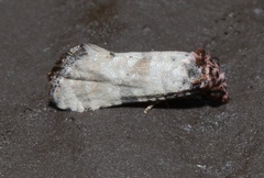 Platphalonidia lavana