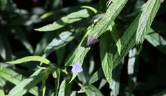 Teratozephyrus arisanus