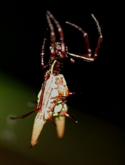 Micrathena coca