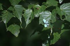 Chrysozephyrus esakii