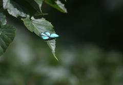 Chrysozephyrus esakii