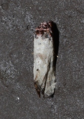 Platphalonidia lavana