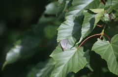 Chrysozephyrus kabrua