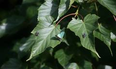 Chrysozephyrus kabrua