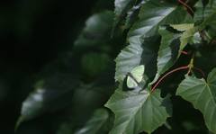 Chrysozephyrus kabrua