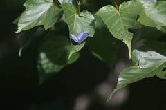 Celastrina oreas