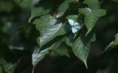 Chrysozephyrus esakii