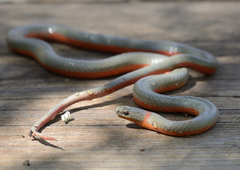 Diadophis punctatus vandenburgii