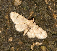 Gymnoscelis admixtaria