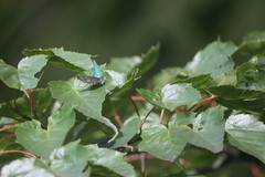 Chrysozephyrus esakii