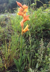 Dichromanthus aurantiacus