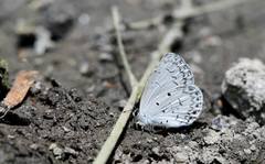 Celastrina lavendularis himilcon