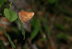 Lethe christophi