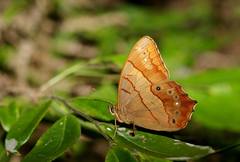 Lethe christophi