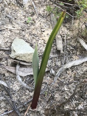 Calochilus campestris