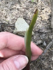 Calochilus campestris