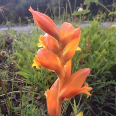 Dichromanthus aurantiacus