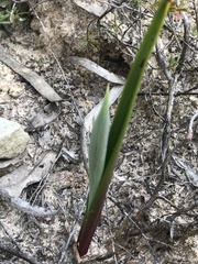 Calochilus campestris