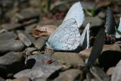 Celastrina oreas