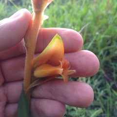 Dichromanthus aurantiacus